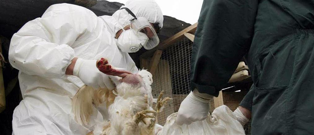 Αίγυπτος: Δεύτερος θάνατος από τη γρίπη των πτηνών