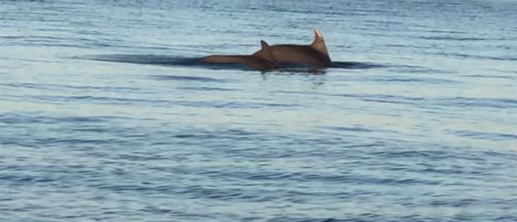 Θεσσαλονίκη: ζευγάρια δελφινιών στο Θερμαϊκό (εικόνες)