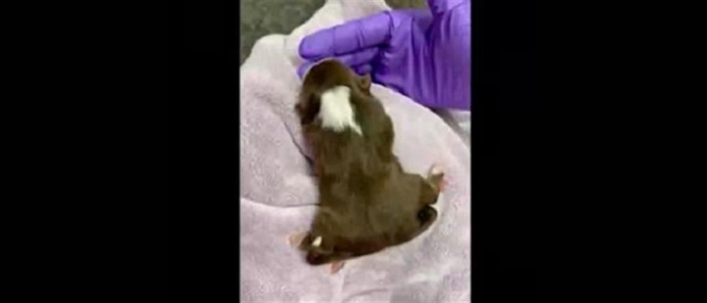 Σκύλος γεννήθηκε με έξι πόδια (βίντεο)