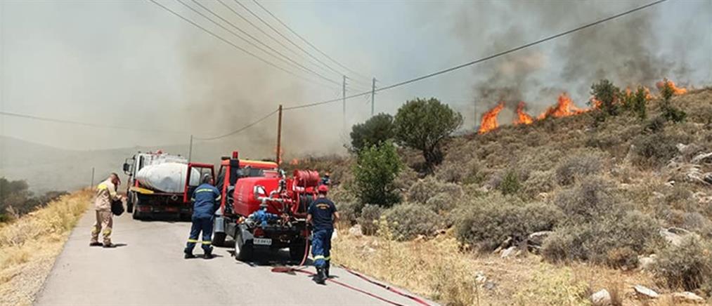 Φωτιές: Μάχη με τις φλόγες σε Λακωνία και Φθιώτιδα (εικόνες)