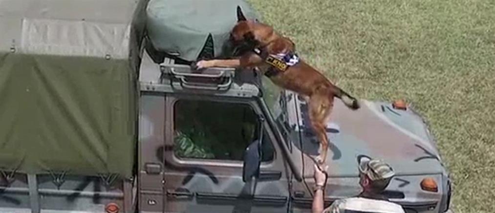 Εντυπωσιακό βίντεο: Έτσι εκπαιδεύονται οι στρατιωτικοί σκύλοι