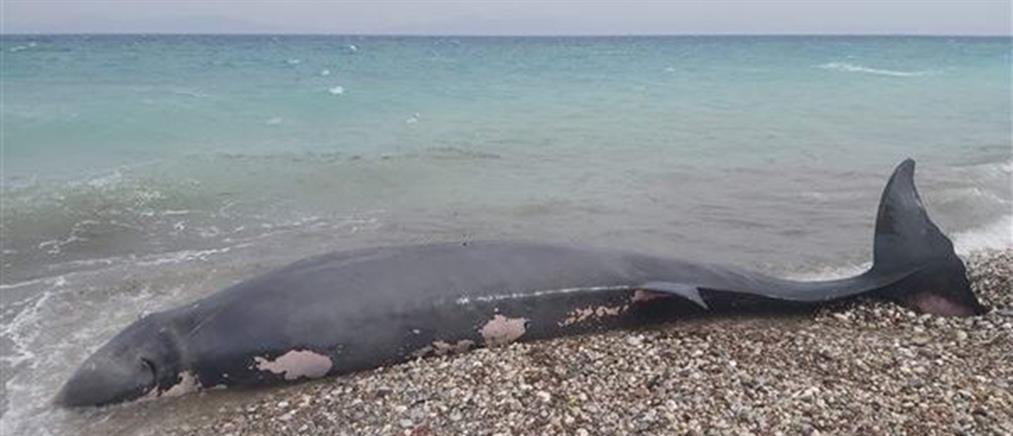 Ρόδος: Νεκρή φάλαινα ζιφιός - Είχε καταπιεί πλαστικά (εικόνες)