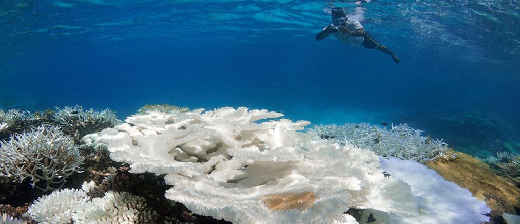 SOS για τα κοράλλια της Μεσογείου