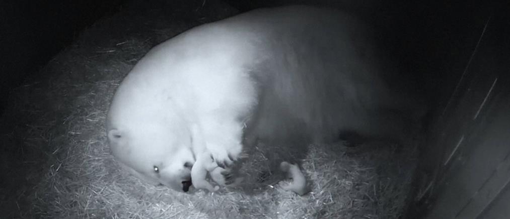 Δίδυμα πολικά αρκουδάκια γεννήθηκαν στην Αυστραλία (βίντεο)