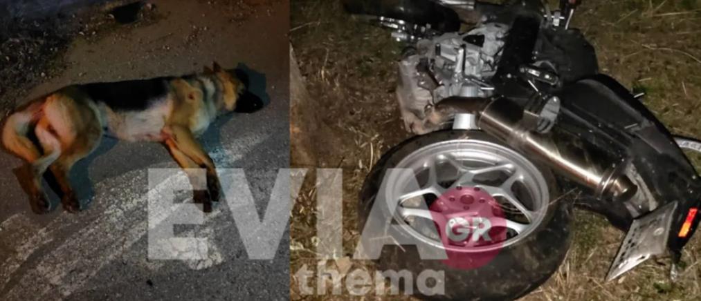 Τροχαίο στα Ψαχνά: Νεκρός γιατρός - Προσπάθησε να αποφύγει σκύλο (εικόνες)