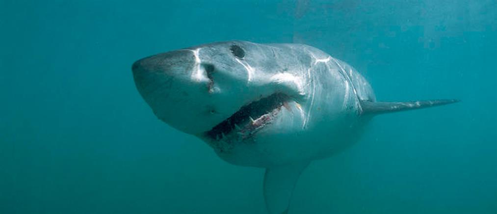 Μεγάλος λευκός καρχαρίας σκότωσε κολυμβήτρια (βίντεο)