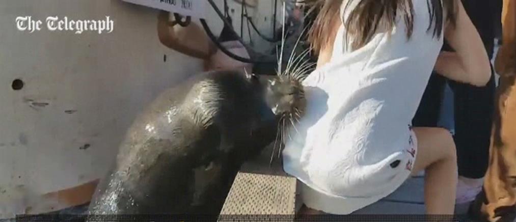 Βίντεο σοκ: θαλάσσιο λιοντάρι αρπάζει κορίτσι!