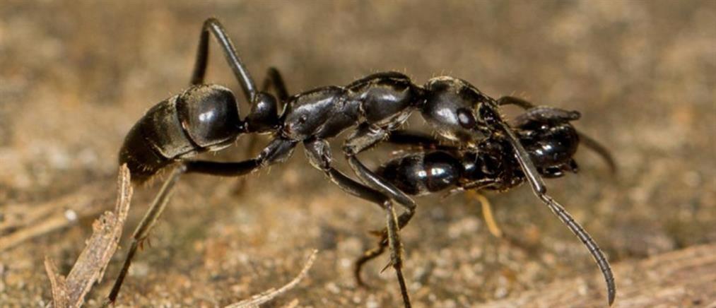 Απίστευτο βίντεο: Τα μυρμήγκια μεταφέρουν μετά τη μάχη τους τραυματισμένους “στρατιώτες” τους
