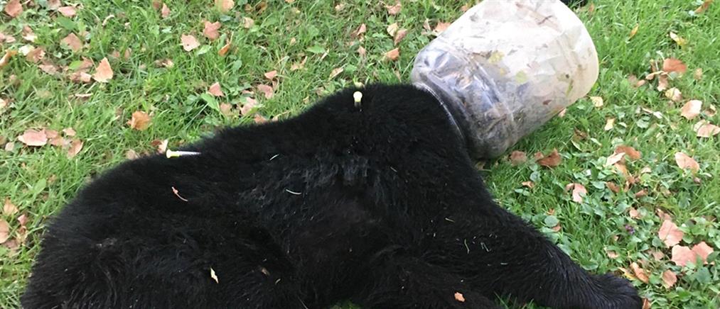 Αρκουδάκι έμεινε 3 μέρες σφηνωμένο σε… πλαστικό κουβά (εικόνες)