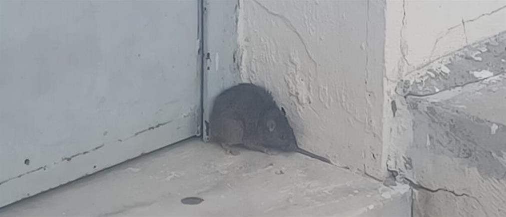 Καισαριανή: Καταγγελία για ποντίκια σε δημοτικό σχολείο (εικόνες)