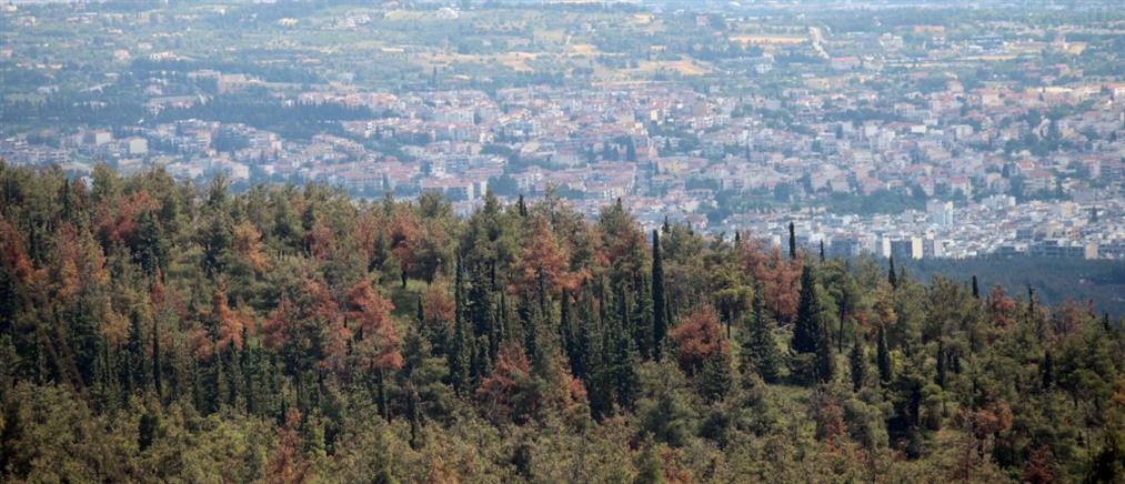 Σκρέκας: Αξιόπιστοι δασικοί χάρτες για πρώτη φορά στην Ελλάδα