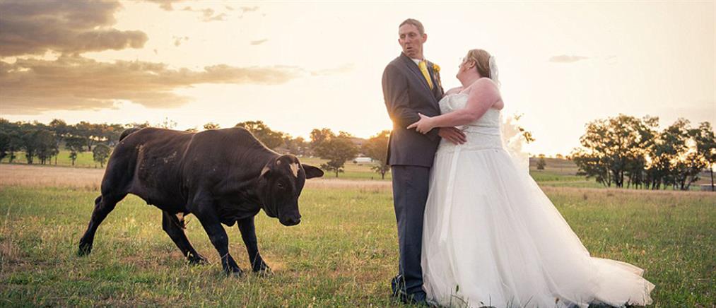 Τους «χάλασε» τη γαμήλια φωτογράφηση ο ταύρος
