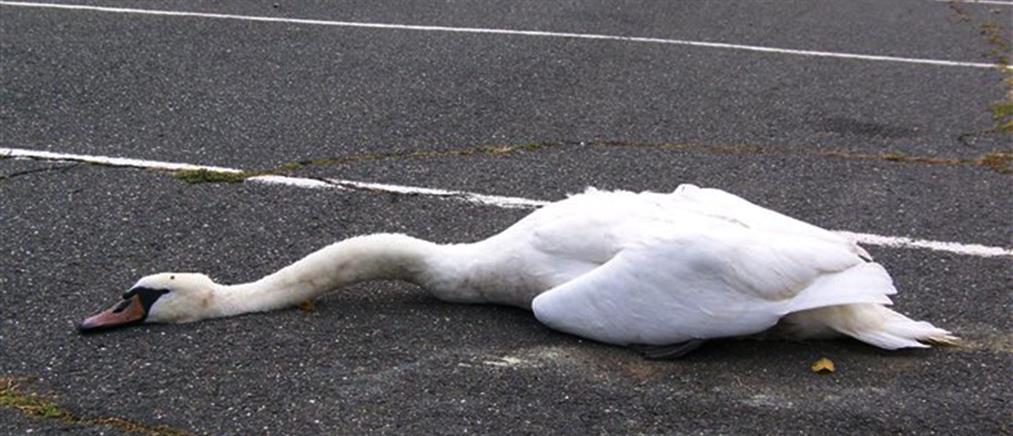 Νεκρός κύκνος στο Δέλτα του Έβρου από την γρίπη των πτηνών