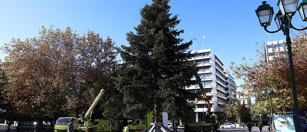 Αθήνα: Στήνεται το χριστουγεννιάτικο δέντρο στο Σύνταγμα (εικόνες)