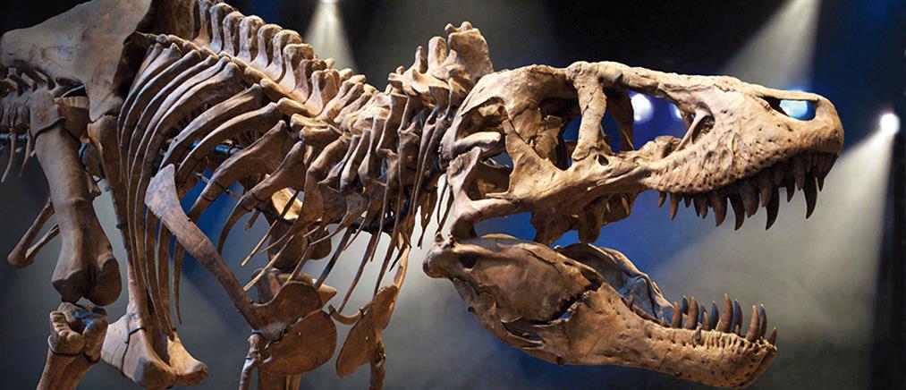 Τυραννόσαυρος Ρεξ μεταφέρθηκε στη Γερμανία για… τομογραφία