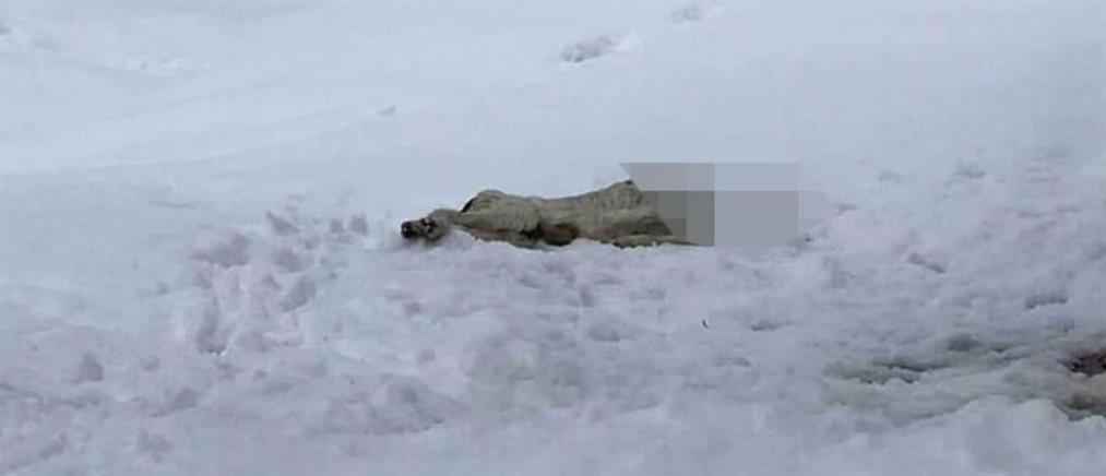 Αποκεφάλισαν σκύλο και τον πέταξαν στα χιόνια (σκληρές εικόνες)