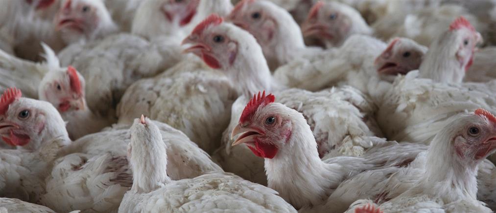 Γρίπη των πτηνών: 9 ερωτήσεις και απαντήσεις από την Ελληνική Εταιρία Λοιμώξεων
