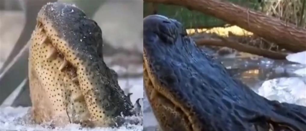 Πως επιβιώνουν οι αλιγάτορες στους πάγους; (βίντεο)