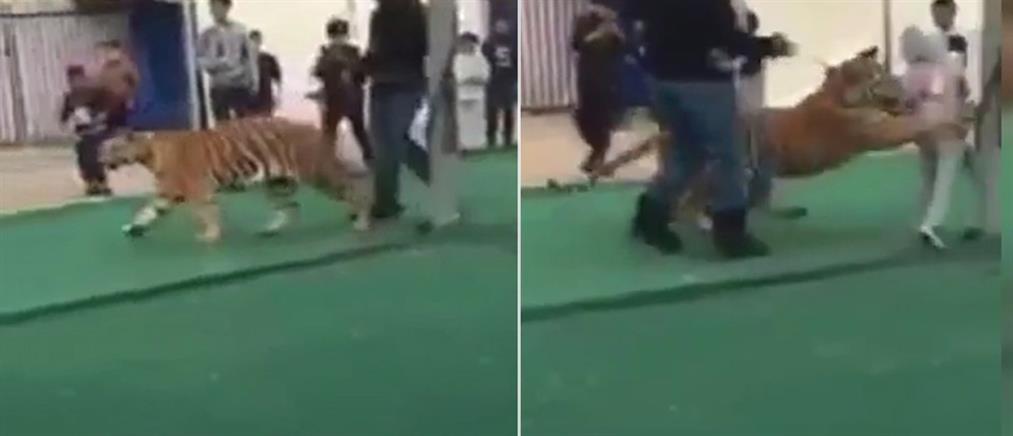 Τίγρης επιτέθηκε σε 6χρονη μέσα σε εμπορικό κέντρο! (βίντεο)