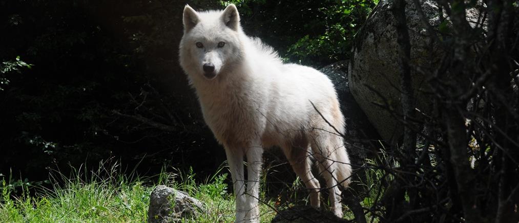 Λύκος στον Διόνυσο: Ξεκινά επιχείρηση για τον εντοπισμό του