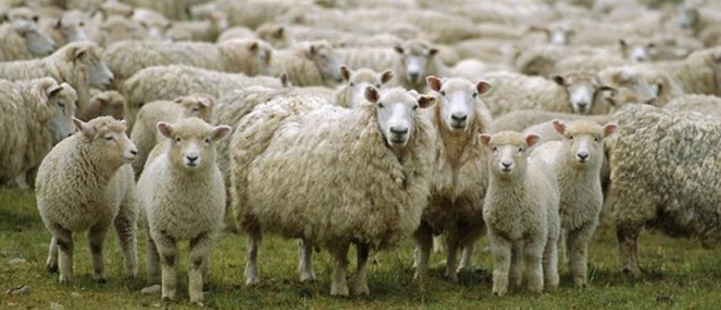 Πρέβεζα: διέρρηξε στάνη και έκλεψε ολόκληρο κοπάδι πρόβατα