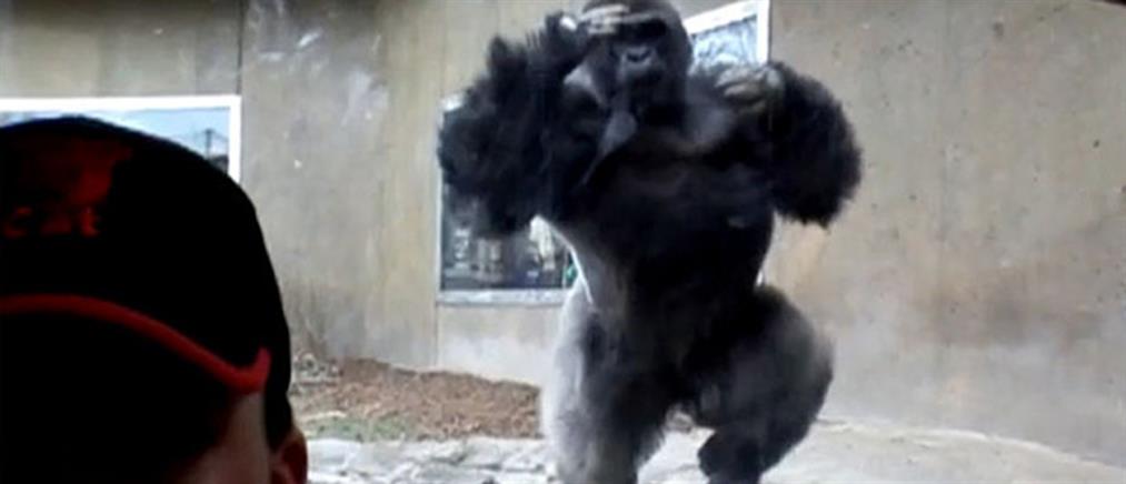 Γορίλας επιχείρησε να επιτεθεί σε επισκέπτη ζωολογικού κήπου (Βίντεο)