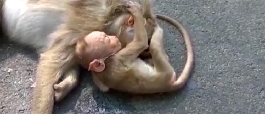 Συγκινητικό βίντεο: μαϊμουδάκι θρηνεί στην αγκαλιά της νεκρής μητέρας του