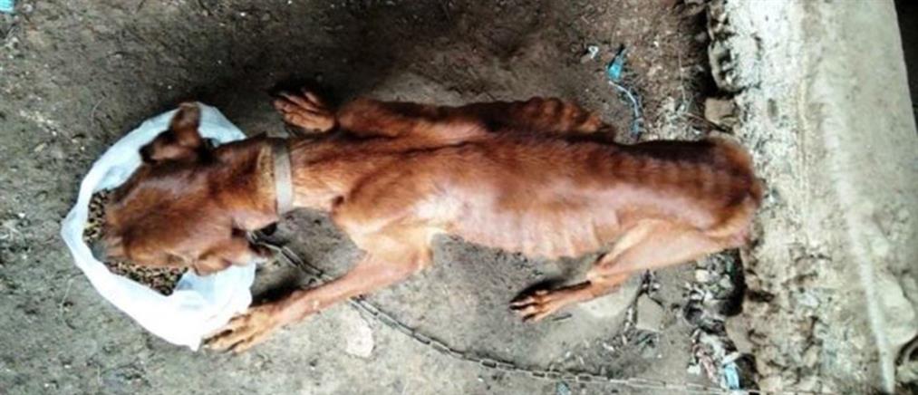 Κακοποίηση ζώων: Κρατούσε αλυσοδεμένα δύο σκυλιά στο οικόπεδό του
