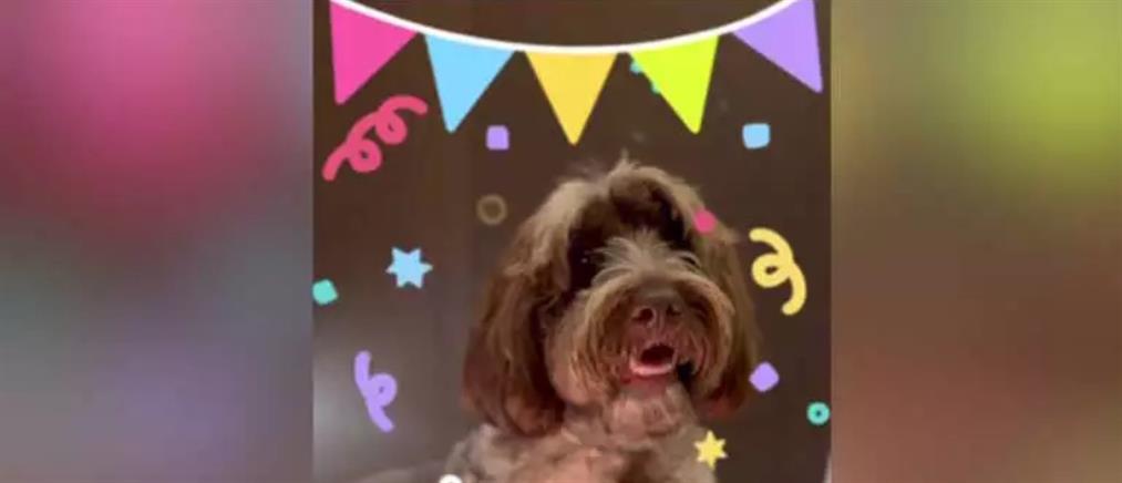 Κασελλάκης: Βίντεο με τα γενέθλια του σκύλου του