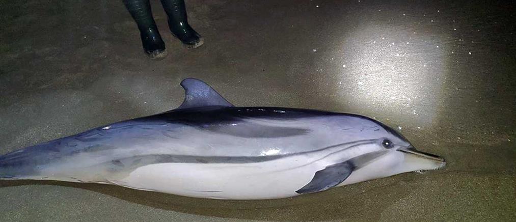 Καβάλα: δελφίνι ξεβράστηκε σε παραλία (εικόνες)