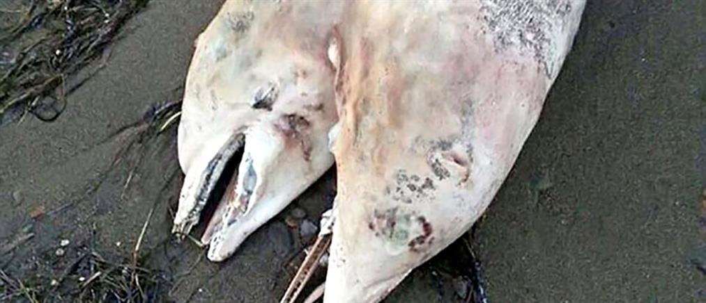 Δικέφαλο δελφίνι ξεβράστηκε σε ακτή της Τουρκίας