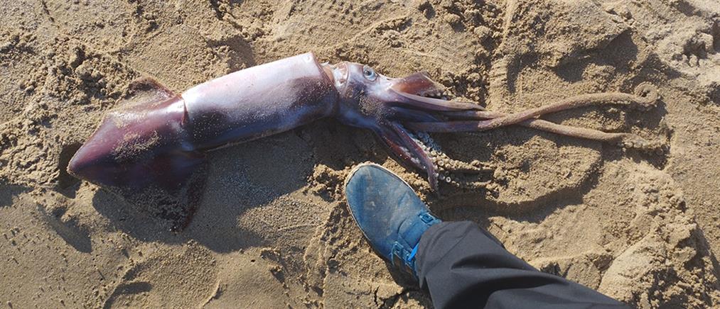 Χανιά: Θράψαλο γίγας εντοπίστηκε σε παραλία (εικόνες)