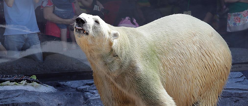 Δανία: πολική αρκούδα σκοτώθηκε από ηλεκτροπληξία σε ζωολογικό κήπο