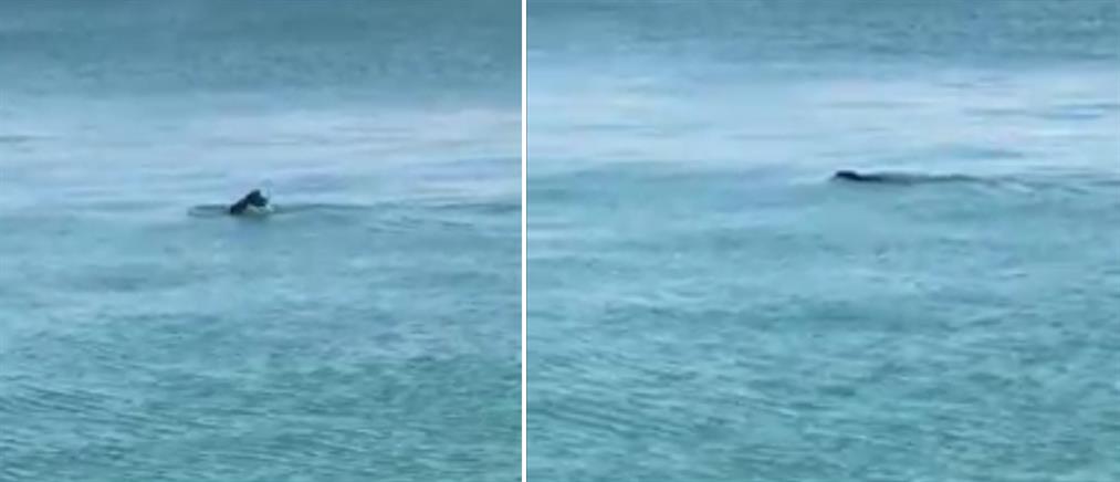 Μια φώκια στο λιμάνι του Ηρακλείου (βίντεο)