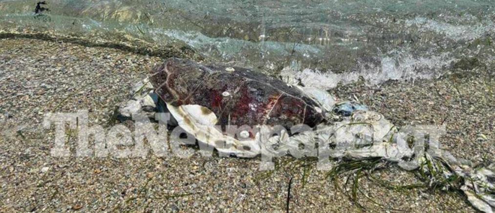 Βόλος: Νεκρή χελώνα καρέτα καρέτα ξεβράστηκε σε παραλία (εικόνες)