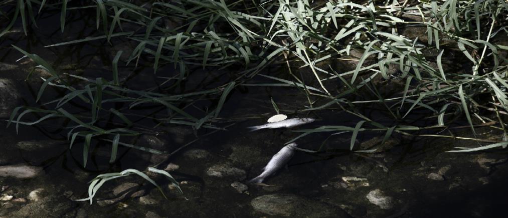 Γέμισε νεκρά ψάρια το ρέμα της Πικροδάφνης (φωτο)
