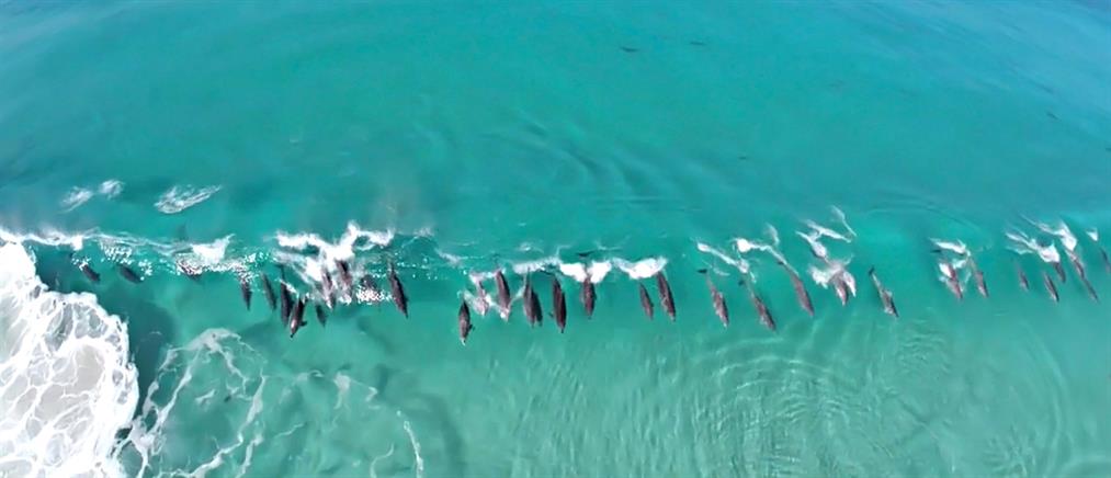 Και τα δελφίνια σερφάρουν στην Αυστραλία!