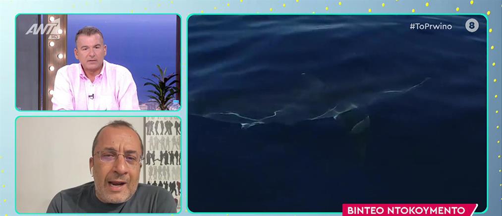 “Το Πρωινό”: Καρχαρίας στην Σέριφο... “τρόμαξε” παρέα σε σκάφος (βίντεο)