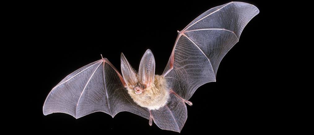 Οι επιστήμονες ψάχνουν στις νυχτερίδες το μυστικό της μακροζωίας