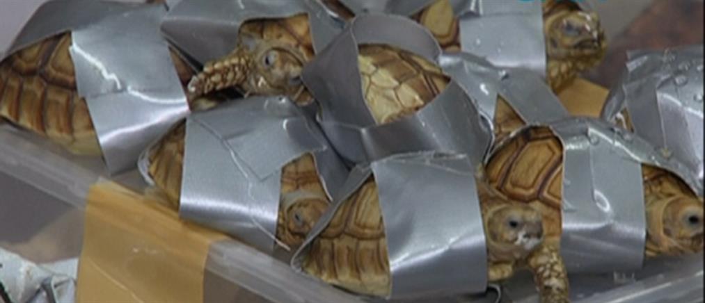 Φρίκη! Πάνω από 1500 χελωνάκια δεμένα μέσα σε κούτες (βίντεο)