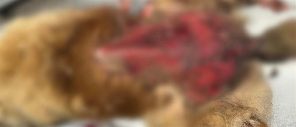 Χανιά: Κακοποίηση σκύλου με καυστικό υγρό που του προκάλεσε εγκαύματα (εικόνες)