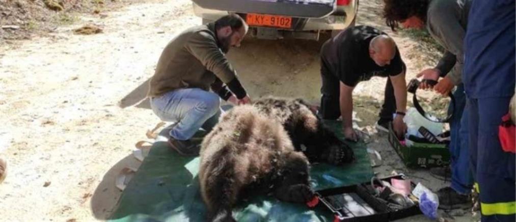 Φλώρινα: Αρκούδα απελευθερώθηκε από παράνομη παγίδα (εικόνες)