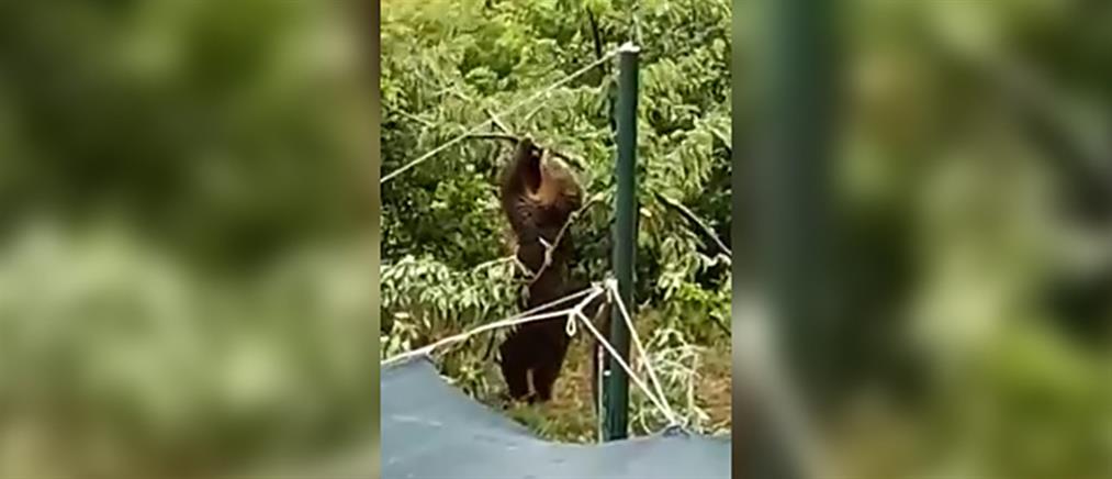 Αρκούδα κάνει… μονόζυγο σε δέντρο για να φάει κεράσια (βίντεο)