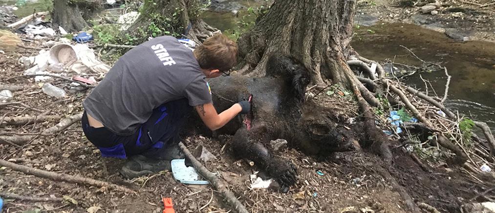 ΥΠΕΝ: έρευνα για την θανάτωση αρκούδων στην Φλώρινα