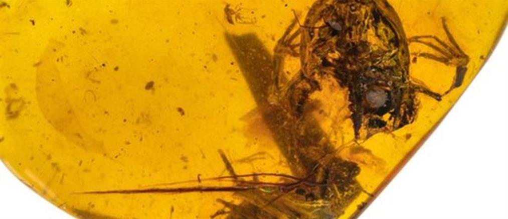 Ανακαλύφτηκαν βάτραχοι ηλικίας 99 εκατομμυρίων ετών!