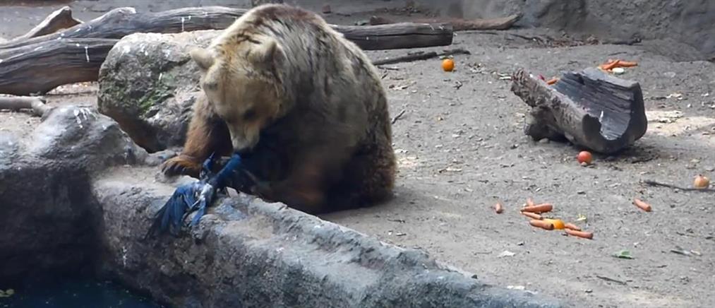 Αρκούδα σώζει κοράκι από πνιγμό