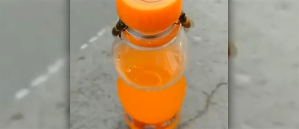Δύο σφήκες ξεβιδώνουν το καπάκι από μπουκάλι πορτοκαλάδας (βίντεο)