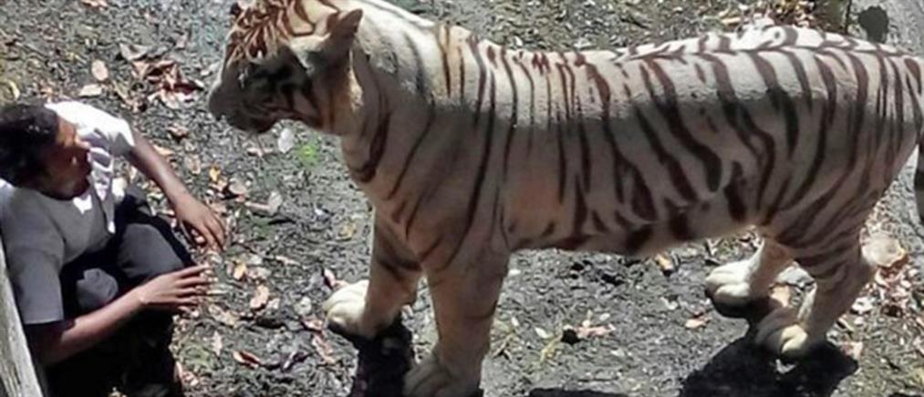 Λευκή τίγρης κατασπάραξε 20χρονο στο Νέο Δελχί
