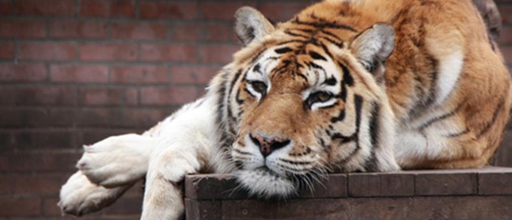 Συναγερμός στην Ολλανδία από τίγρεις δραπέτες!