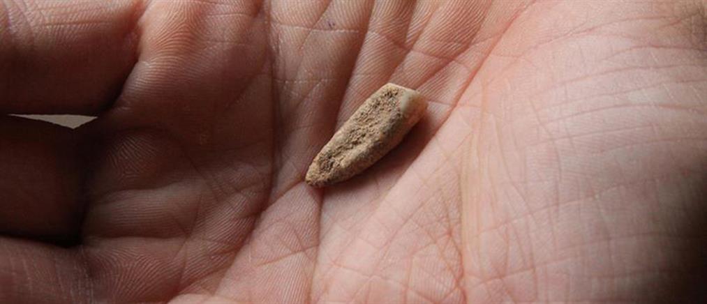 Σπουδαία ανακάλυψη! Βρέθηκε ανθρώπινο δόντι ηλικίας 560.000 ετών